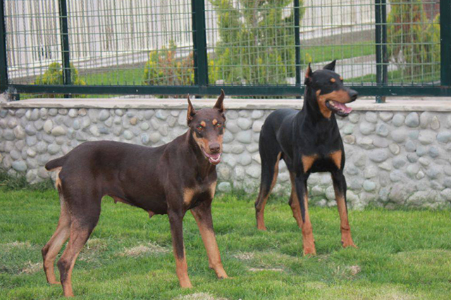 مولد نژاد دوبرمن ملکه